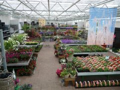 Frankmeesterplanten