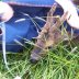 Nieuws-20120-daree (2)