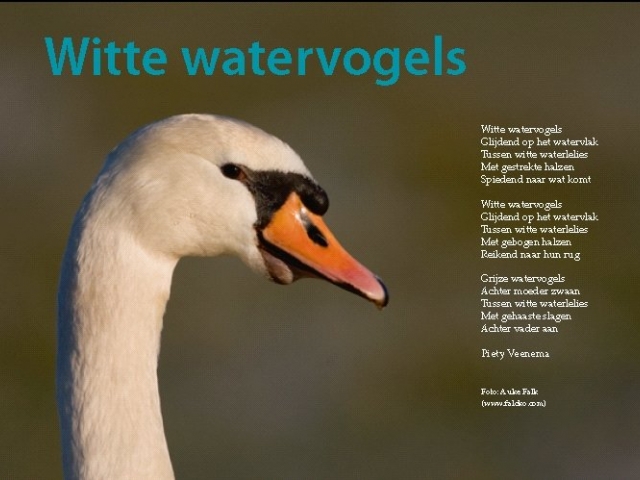 Witte watervogels - foto  gedicht