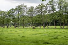 Het groninger landschap - coendersbosch