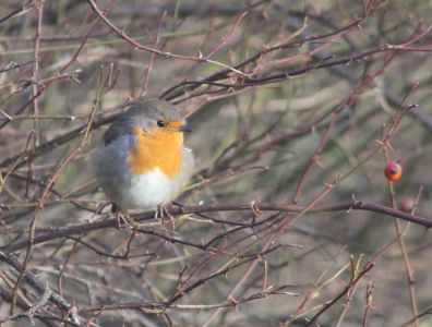 21-01-2019 roodborst