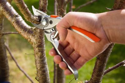 Snoeien fruitbomen erven  tuinen westerkwartier