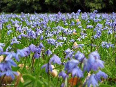 oostersester hyacint bloemen