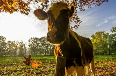 Herfstkoe