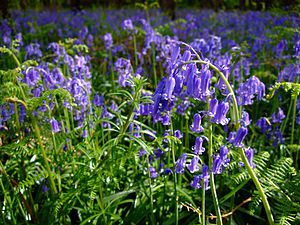 Hyacinthoides non-scripta  boshyacint