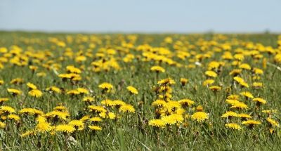 Gras paardebloem
