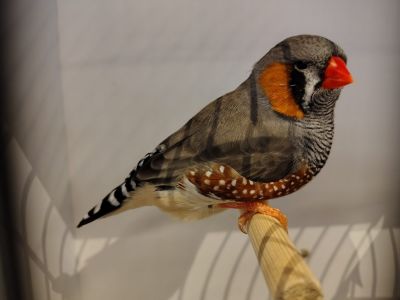 Vogel