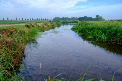 Oude riet bij uitstroom in kommerzijlsterdiep