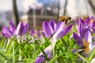 Krokus voorjaar infocus