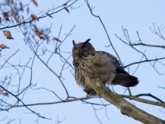 Oehoe-lauwersoog