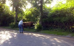 Stampede in zuidhorn (1)