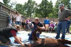 Alpacas dierenweide (47)