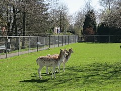 Nieuws-2012-hertenkamp