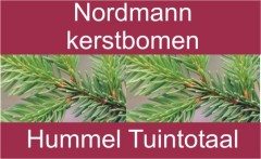 Nordmannbanner