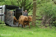 Schotse hooglanders in zuidhorn (2)