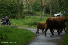 Schotse hooglanders in zuidhorn (7)