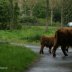 Schotse hooglanders in zuidhorn (7)