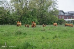 Schotse hooglanders in zuidhorn (9)