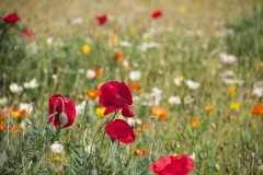 Bloemen-veld