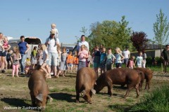 Waddenvarkens (10)