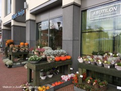 Abutilon-2019 (3)