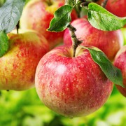 Streekeigen appels, foto stieneke van der wal