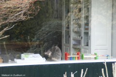 Kat poes (2)