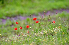 Veldbloemen klaproos