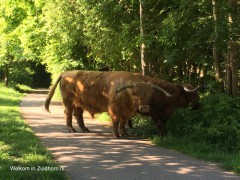 Hooglanders (5)