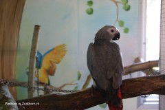 Papagaai (1)