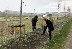 Wethouder geertje dijkstra-jacobi bij aanplant groen woonwijk oostindie leek