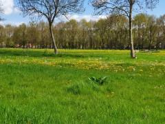 Groningerlandschap nuis