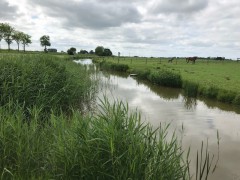 Het oude diepje tussen klein garnwerd en winsum, foto m. wegelin