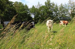 Natuurinclusieve landbouw