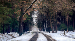 Sneeuw bos