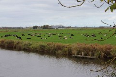 Landschap water koeien