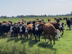 Blaarkoppen koeien