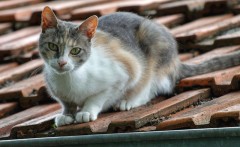 Dakpannen kat
