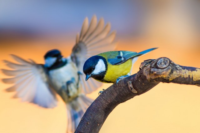 ​De veelzijdigheid van een luchtbuks in Nationale parken
