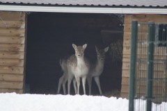 Dierenweidehertlukkienschultinga