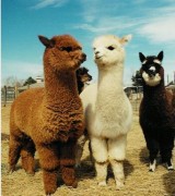 Alpacas