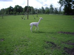 Alpacageschoren (5)