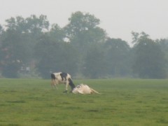 Koeien gedood door bliksem zuidhorn gkiewiet (2)