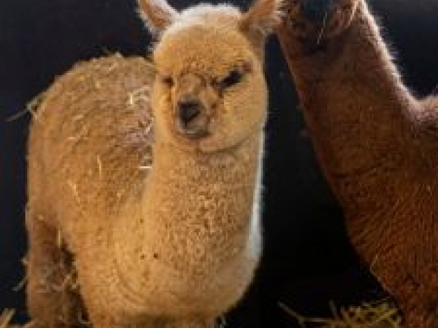 De lente komt eraan bij Dierenweide Oostergast