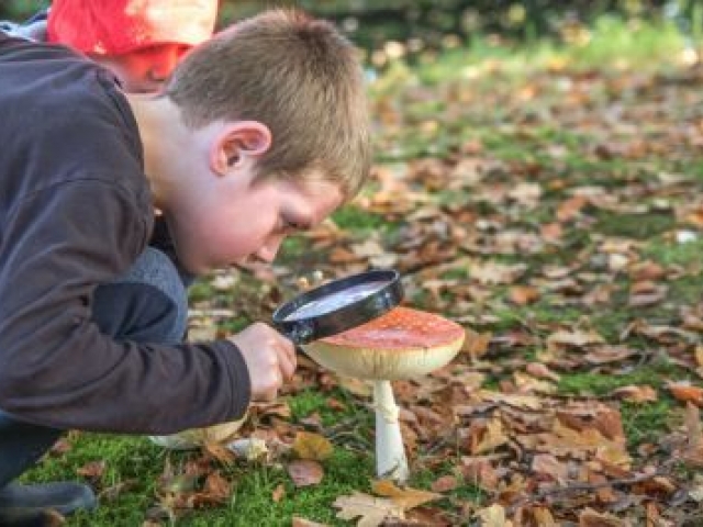Herfst- en Paddenstoelenwandeling