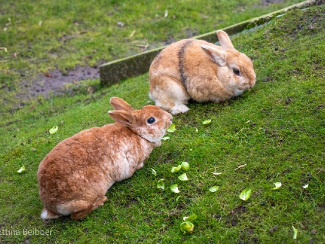 Stem op Dierenweide Oostergast, Raboclubsupport