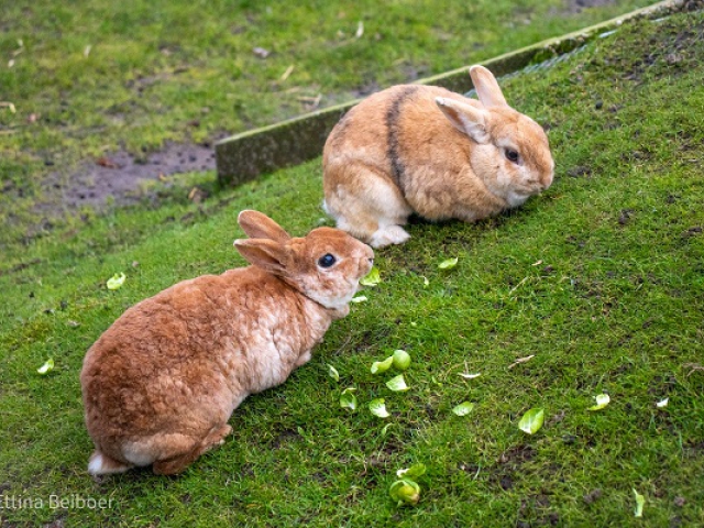 Tijdelijke sluiting Dierenweide Oostergast