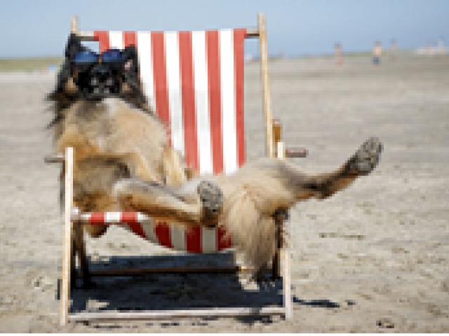 Dier op vakantie