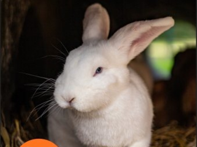 Dierenweide raboclubsupport