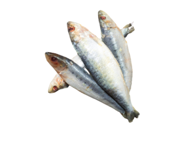 2452-kb-barf-sardine-v2